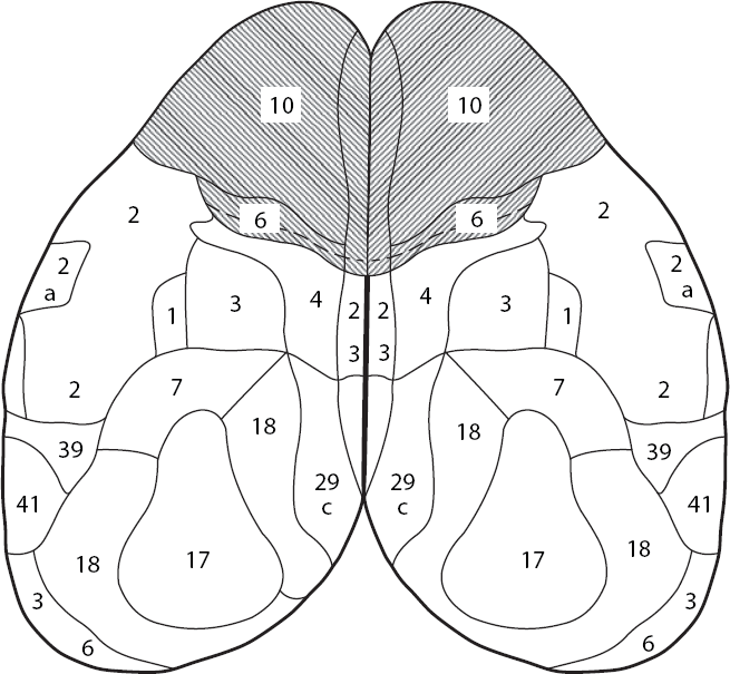 Иллюстрация к книге — Мотивированный мозг. Высшая нервная деятельность и естественно-научные основы общей психологии [i_019.jpg]
