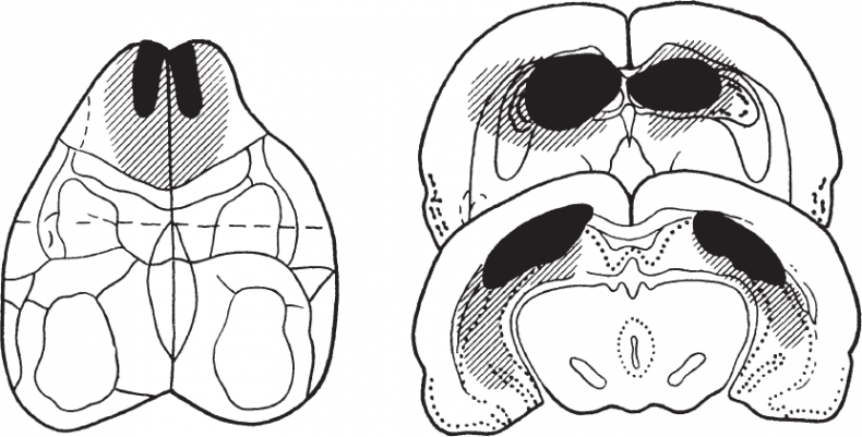 Иллюстрация к книге — Мотивированный мозг. Высшая нервная деятельность и естественно-научные основы общей психологии [i_025.jpg]