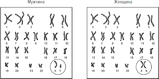 Иллюстрация к книге — Memento mori. История человеческих достижений в борьбе с неизбежным [i_032.jpg]