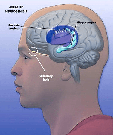 Иллюстрация к книге — Революция в голове. Как новые нервные клетки омолаживают мозг [i_028.jpg]