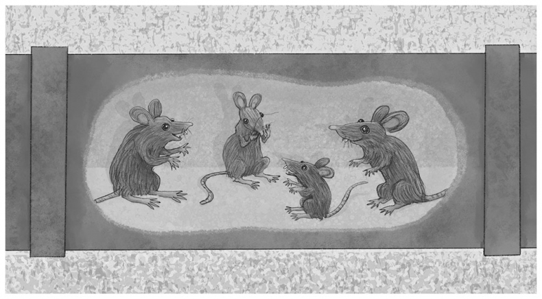 Иллюстрация к книге — Тайный дневник кота Бориса [i_034.jpg]