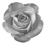 Иллюстрация к книге — Непокорный рыцарь [i_001.jpg]