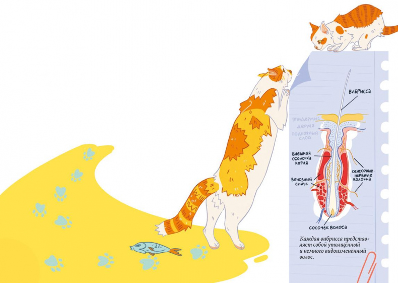Иллюстрация к книге — Секреты кошек. Как понять кошку и стать ей другом [i_015.jpg]