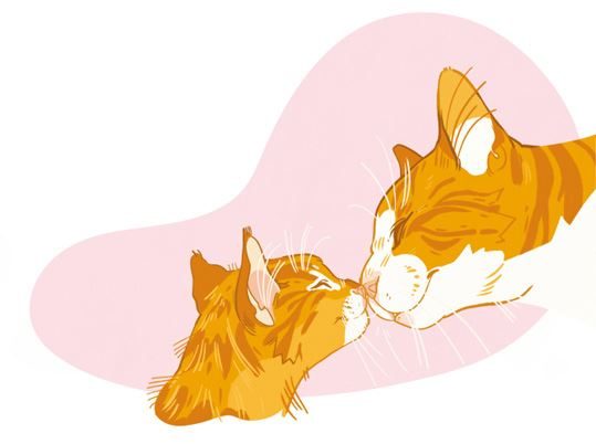 Иллюстрация к книге — Секреты кошек. Как понять кошку и стать ей другом [i_024.jpg]