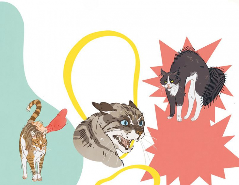 Иллюстрация к книге — Секреты кошек. Как понять кошку и стать ей другом [i_025.jpg]