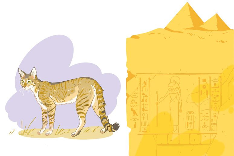 Иллюстрация к книге — Секреты кошек. Как понять кошку и стать ей другом [i_035.jpg]