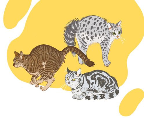 Иллюстрация к книге — Секреты кошек. Как понять кошку и стать ей другом [i_036.jpg]