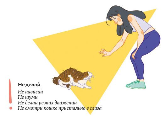 Иллюстрация к книге — Секреты кошек. Как понять кошку и стать ей другом [i_076.jpg]