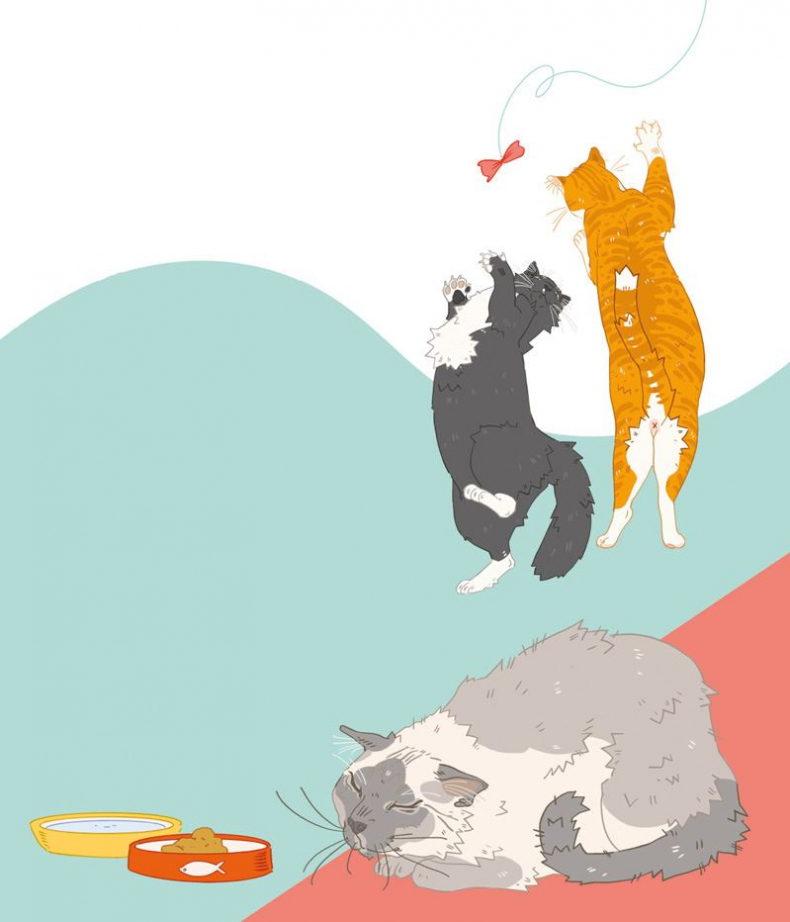 Иллюстрация к книге — Секреты кошек. Как понять кошку и стать ей другом [i_087.jpg]