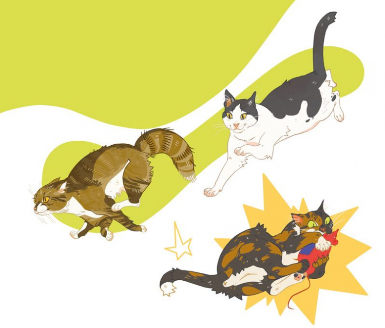 Иллюстрация к книге — Секреты кошек. Как понять кошку и стать ей другом [i_094.jpg]