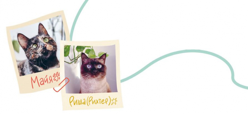 Иллюстрация к книге — Секреты кошек. Как понять кошку и стать ей другом [i_112.jpg]