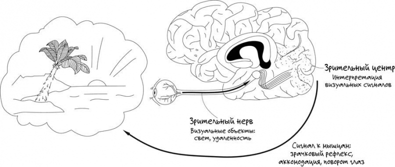 Иллюстрация к книге — Сексуальный фастфуд. Физиология отношений глазами женщины [i_001.jpg]