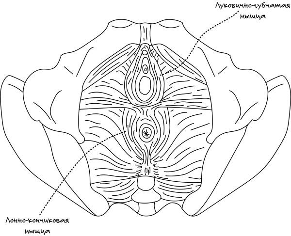Иллюстрация к книге — Сексуальный фастфуд. Физиология отношений глазами женщины [i_024.jpg]