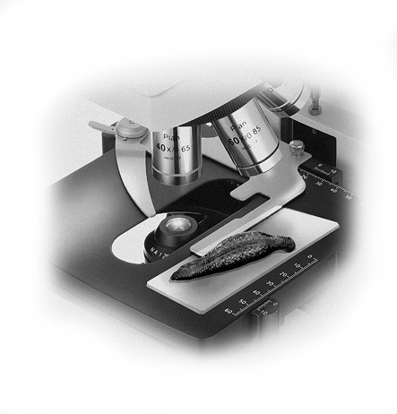 Иллюстрация к книге — Повышение по службе [i_006.jpg]