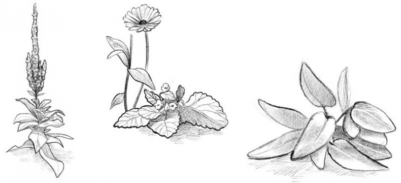 Иллюстрация к книге — Талисман четырёх стихий [i_032.jpg]