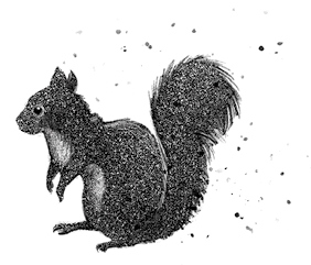 Иллюстрация к книге — Говорящий лес [i_048.jpg]