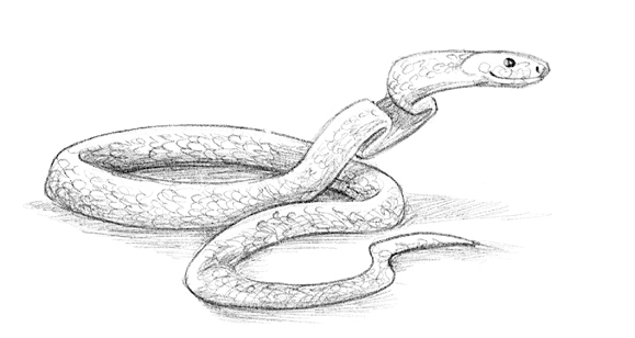 Иллюстрация к книге — Говорящий лес [i_054.jpg]