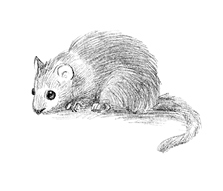 Иллюстрация к книге — Говорящий лес [i_104.jpg]