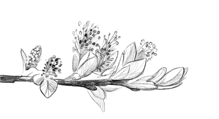 Иллюстрация к книге — Говорящий лес [i_121.jpg]