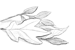 Иллюстрация к книге — Говорящий лес [i_133.jpg]