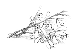 Иллюстрация к книге — Говорящий лес [i_134.jpg]