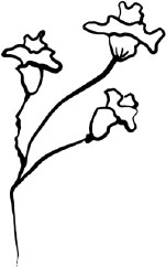 Иллюстрация к книге — Две вечности. Асфиксия [i_043.jpg]