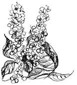 Иллюстрация к книге — Призрачный поцелуй [i_007.jpg]