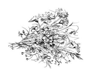 Иллюстрация к книге — Призрачный поцелуй [i_011.jpg]