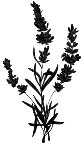 Иллюстрация к книге — Костры из лаванды и лжи [i_001.jpg]