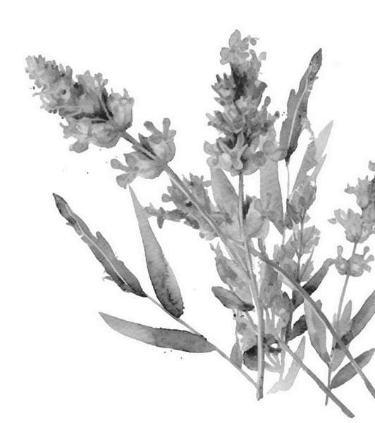 Иллюстрация к книге — Костры из лаванды и лжи [i_002.jpg]