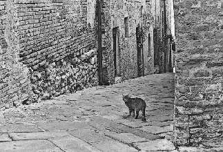 Иллюстрация к книге — Не оставляй в живых колдуньи [_0.webp]