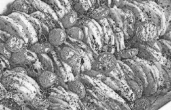 Иллюстрация к книге — Не оставляй в живых колдуньи [_36.webp]