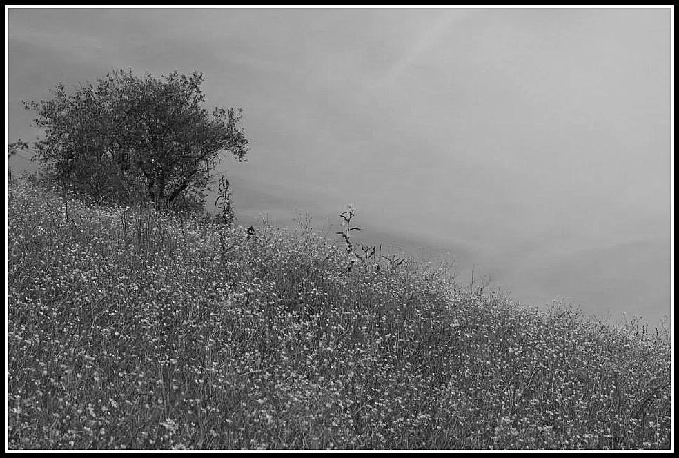 Иллюстрация к книге — Шепот холмов Тосканы [_22.webp]