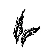 Иллюстрация к книге — Странствия по рецептам мира. Сделаем все быстро, просто и вкусно! [i_014.webp]