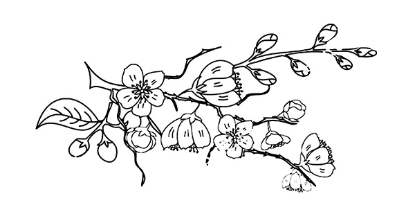 Иллюстрация к книге — Светлый пепел луны. Книга 1 [i_009.webp]