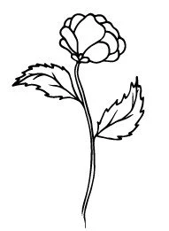 Иллюстрация к книге — Нервные клетки с запасом [b00004488.webp]