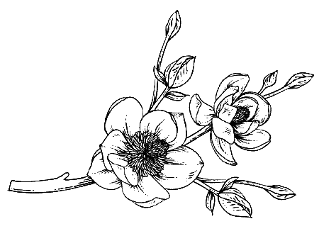 Иллюстрация к книге — Дом пепла [i_002.webp]