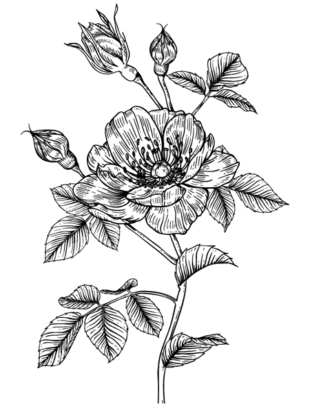 Иллюстрация к книге — Папа, я против этого брака! Том 2 [i_005.webp]