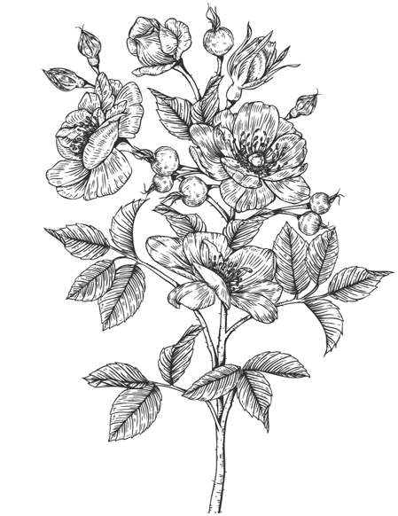 Иллюстрация к книге — Папа, я против этого брака! Том 2 [i_006.webp]