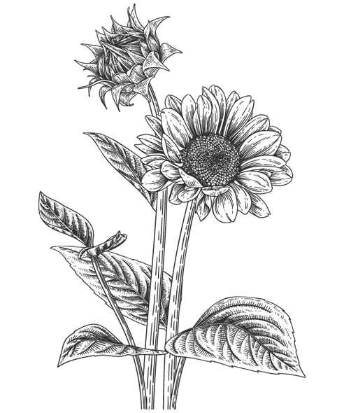 Иллюстрация к книге — Папа, я против этого брака! Том 2 [i_008.webp]