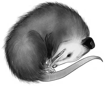 Иллюстрация к книге — Ночь упырей [i_019.webp]