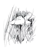 Иллюстрация к книге — Ведьмин смех [book-illustration-104.webp]