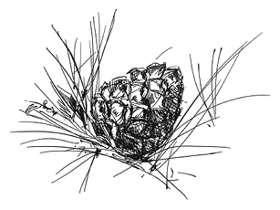 Иллюстрация к книге — Ведьмин смех [book-illustration-36.webp]