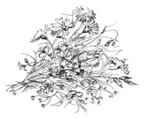 Иллюстрация к книге — Ведьмин смех [book-illustration-4.webp]