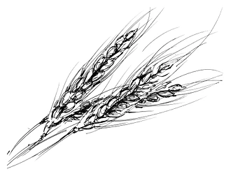 Иллюстрация к книге — Ведьмин смех [book-illustration-53.webp]