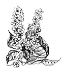 Иллюстрация к книге — Ведьмин смех [book-illustration-54.webp]