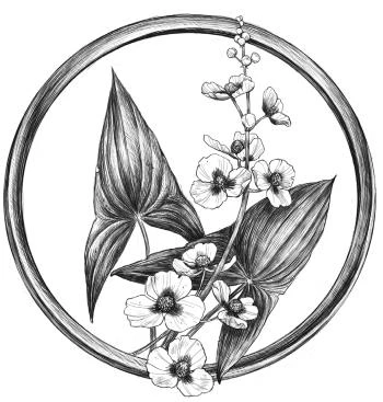 Иллюстрация к книге — Золотая свирель. Том 1 [book-illustration-9.webp]