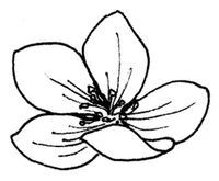 Иллюстрация к книге — Янтарь рассеивает тьму. Каин [book-illustration-50.webp]