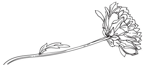 Иллюстрация к книге — Две хризантемы [book-illustration-1.webp]