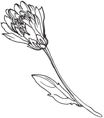 Иллюстрация к книге — Две хризантемы [book-illustration-10.webp]